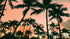 Sunset Wallpaper Mural. Palm Trees Tropical Vibe. #6871