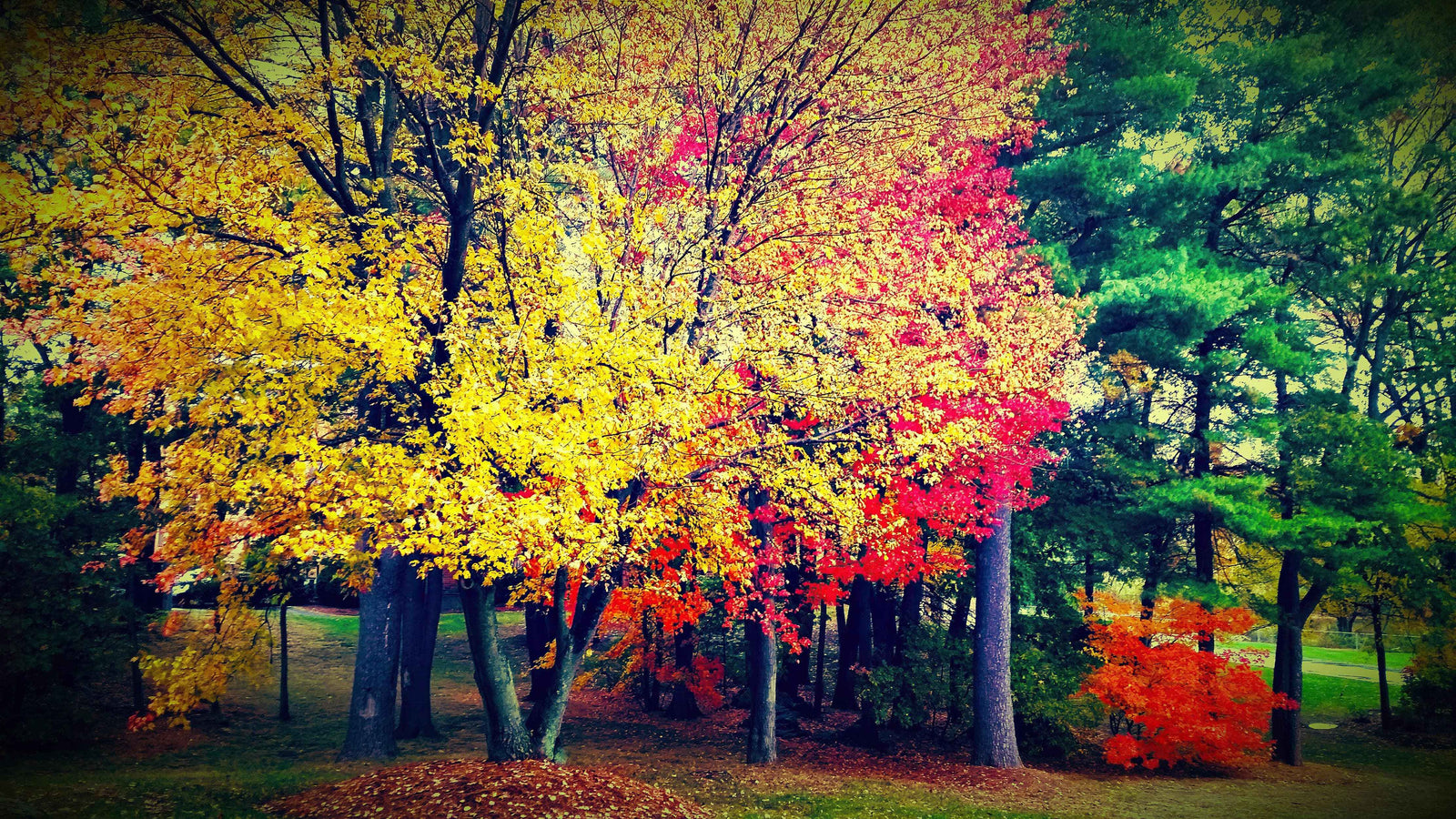 Colorful Autumn Trees Wallpaper Mural. #6981