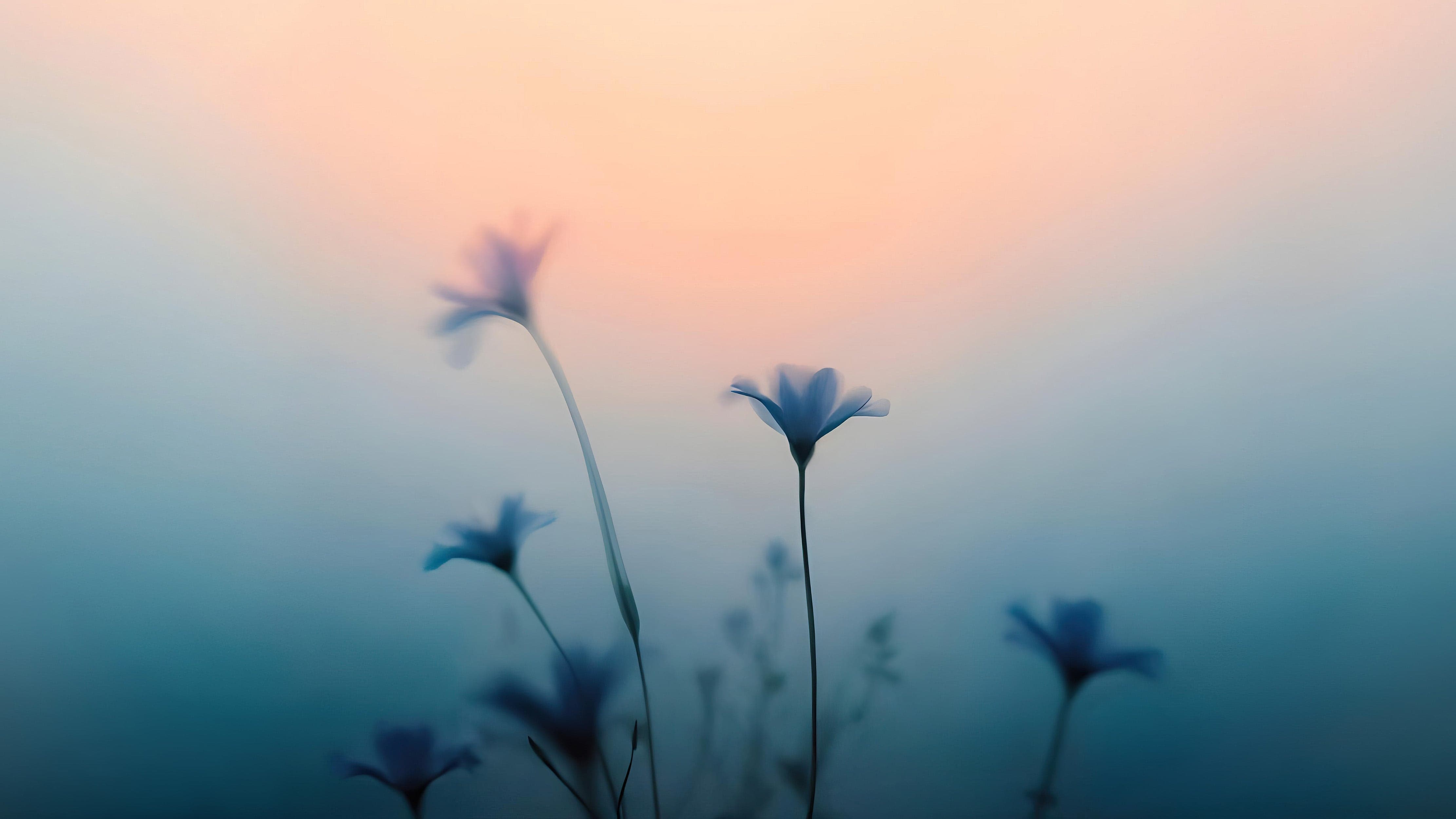 Morning Dew Misty Flower Wallpaper Mural. #7021