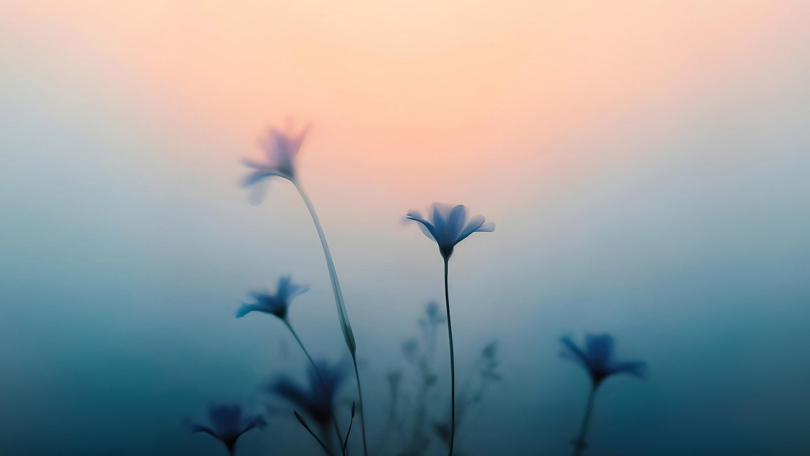 Morning Dew Misty Flower Wallpaper Mural. #7021