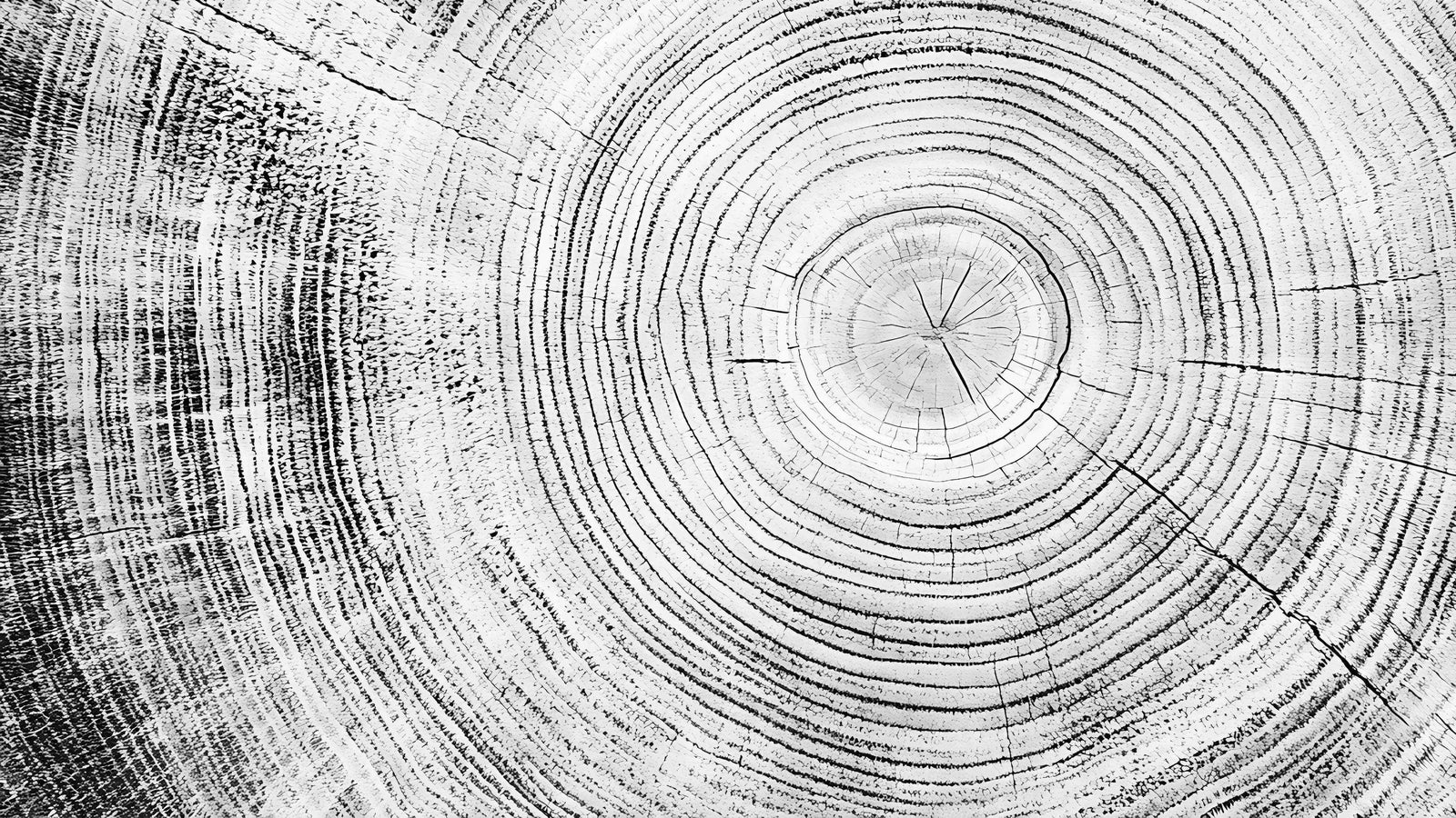 Tree Rings Wallpaper Mural. Black and White  Modern Wood Grain Circle Pattern. #7022