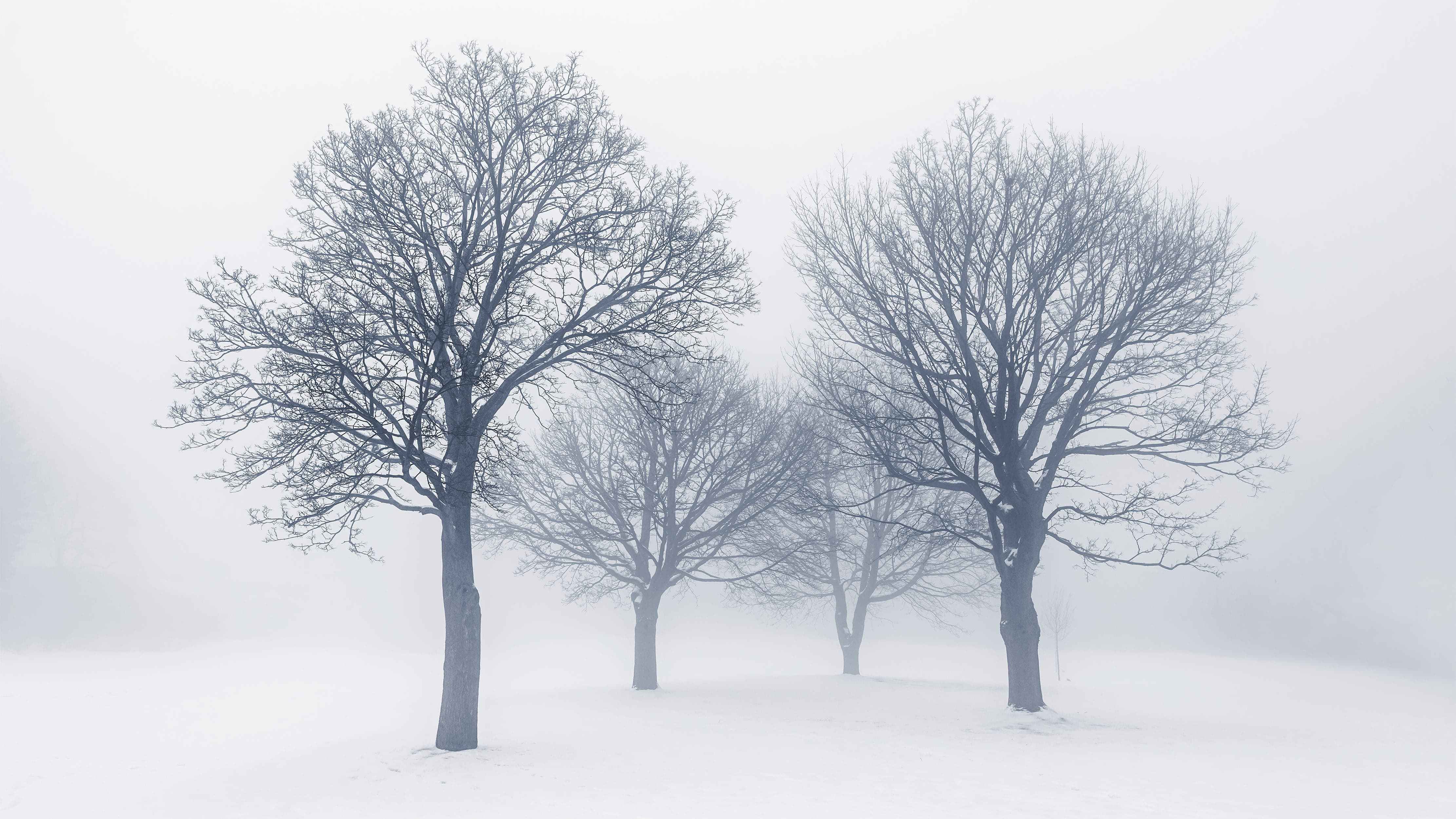 Black and White Snow Covered Trees Winter Landscape Wall Mural. #7042