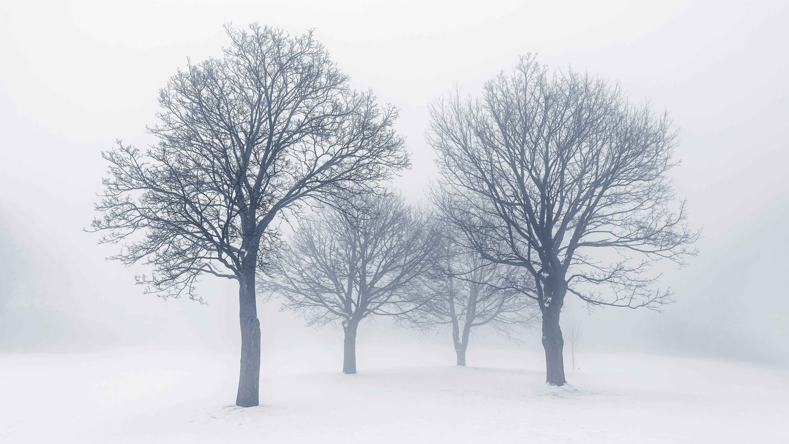 Black and White Snow Covered Trees Winter Landscape Wall Mural. #7042