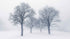 Black and White Snow Covered Trees Winter Landscape Wall Mural. #7042