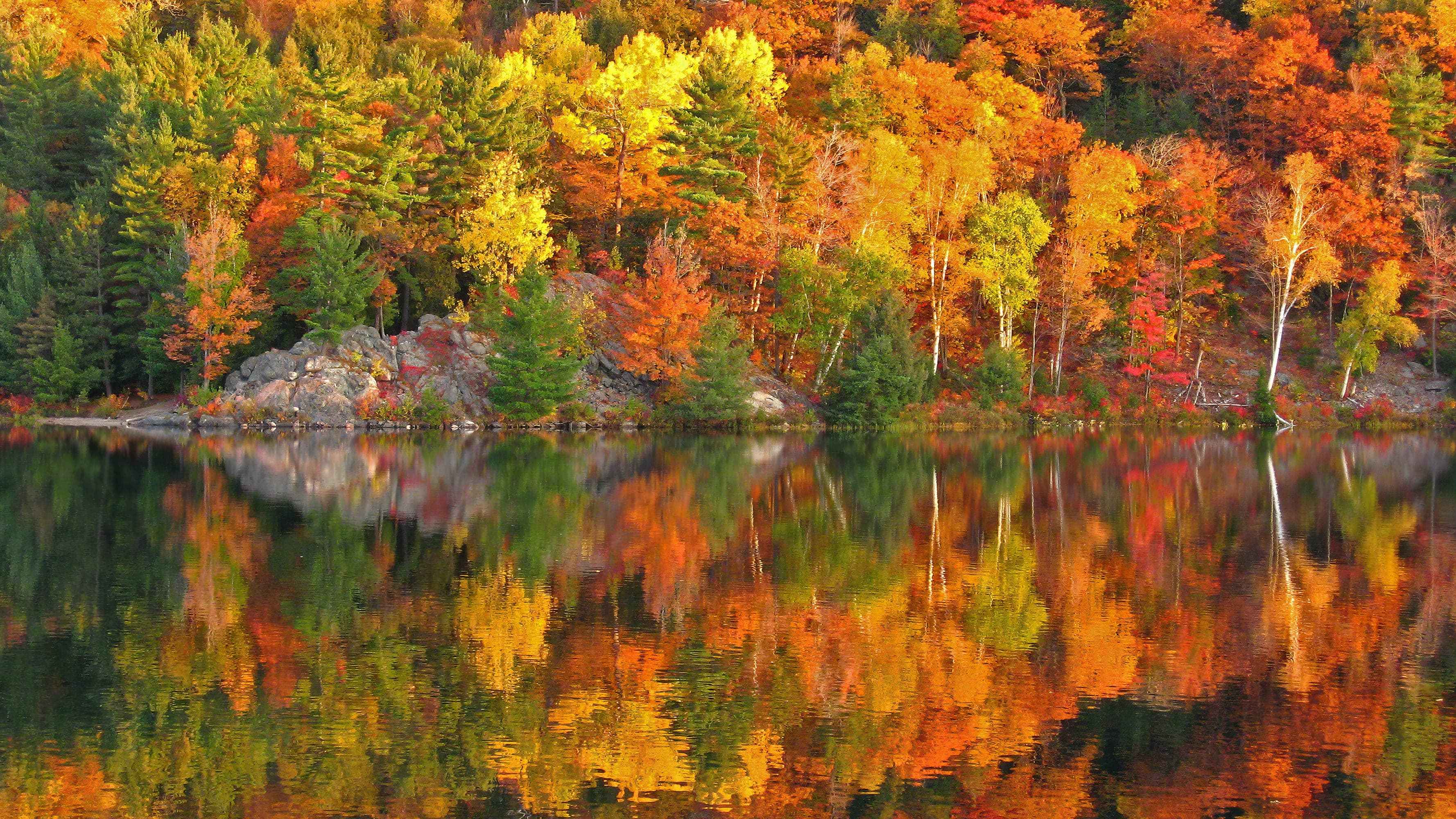 Colorful Autumn Forest Over Lake Wall Mural. Fall Foliage. #7052