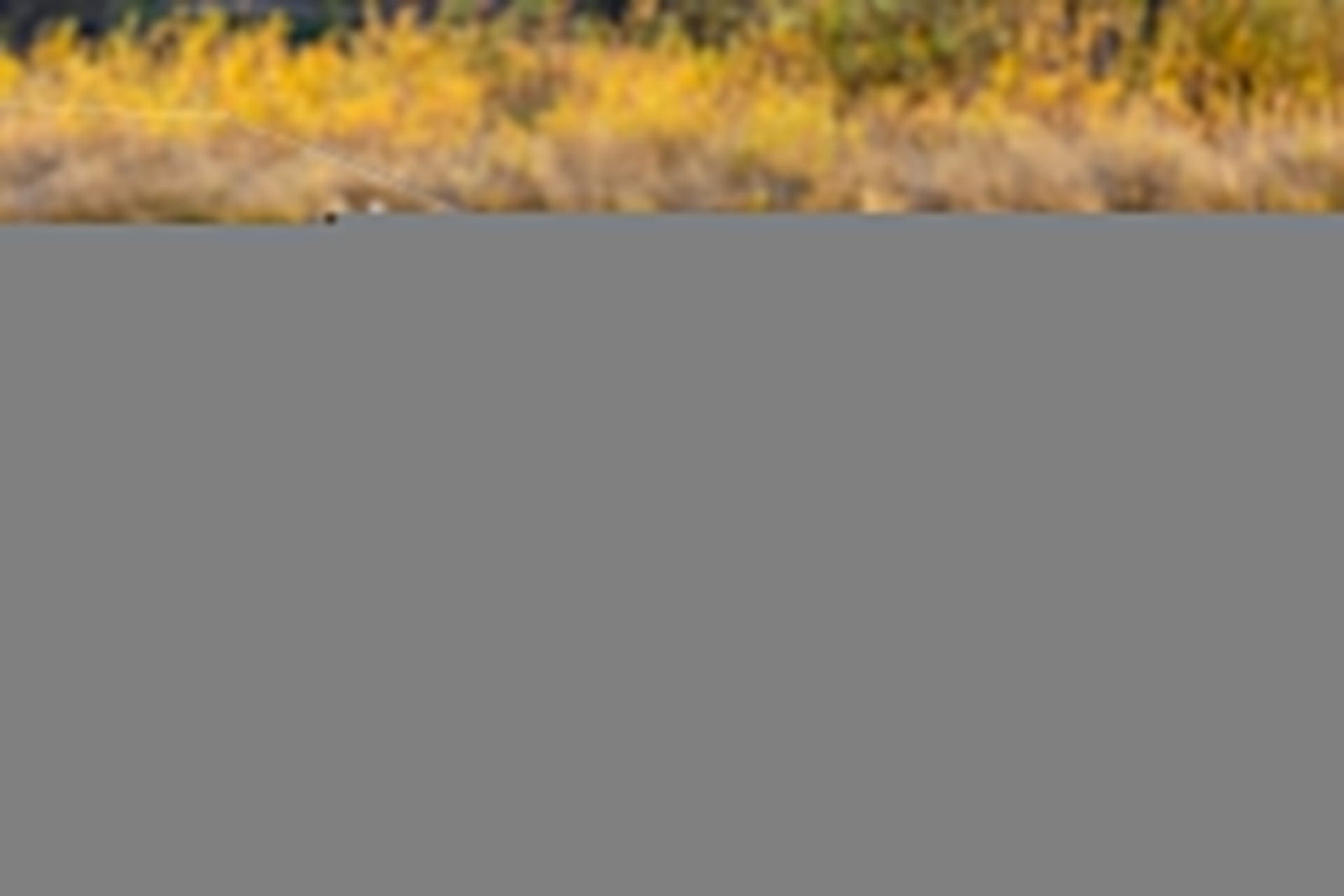 3 Pack Double Bead Black Biot Legs Gold Ribbed Hare's Ear Nymph Fly Fishing Flies Hook Size 8