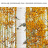 Autumn Tree Barks Canvas Wall Art