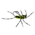 Barbless Pat's Barred Rubber Legs Tungsten Bead Jigged Black/Chartreuse Euro Nymph  - Set of 6 Flies Hook Size 6