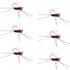 Barbless Pat's Barred Rubber Legs Tungsten Bead Jigged Brown Euro Nymph  - Set of 6 Flies Hook Size 6