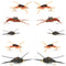 Basics Collection - Kaufmann's Stonefly Nymph Assortment - 10 Bead Head Rubber Legs Wet Flies - 5 Patterns - Hook Sizes 4, 6, 8, 10, and 12