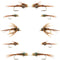 Basics Collection - Bead Head Pheasant Tail Nymph Assortment - 10 Wet Flies - Hook Sizes 14, 16, 18