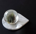 Marble 4"x5" Teardrop Coasters Semi-polished set of 2