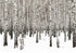 White Birch Tree Forest Wallpaper Mural. IQ-1236
