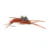 Basics Collection - Kaufmann's Stonefly Nymph Assortment - 10 Bead Head Rubber Legs Wet Flies - 5 Patterns - Hook Sizes 4, 6, 8, 10, and 12