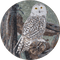Owl Mosaic art Medallion