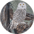 Owl Mosaic art Medallion