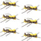 Mantis BLT Foam Body Grasshopper Fly - 6 Flies Hook Size 10