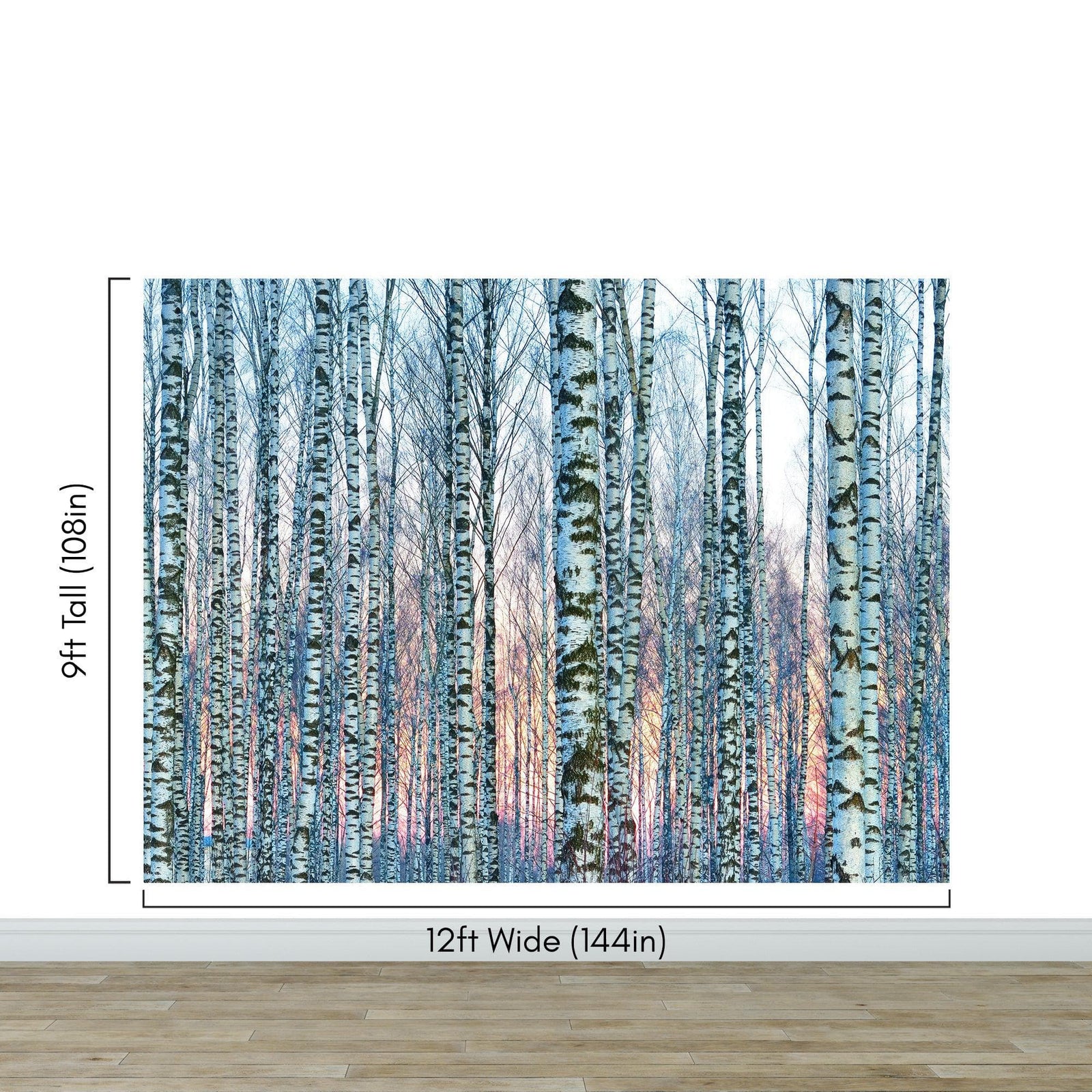 White Birch Tree Forest Wall Mural Wallpaper. Sunset Scenery. #6246