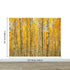 Autumn Scenic Birch Tree Forest Wall Mural | Peel and Stick Wallpaper. #6202