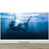 Great White Shark Wall Mural. Peel and Stick Wallpaper. #6700