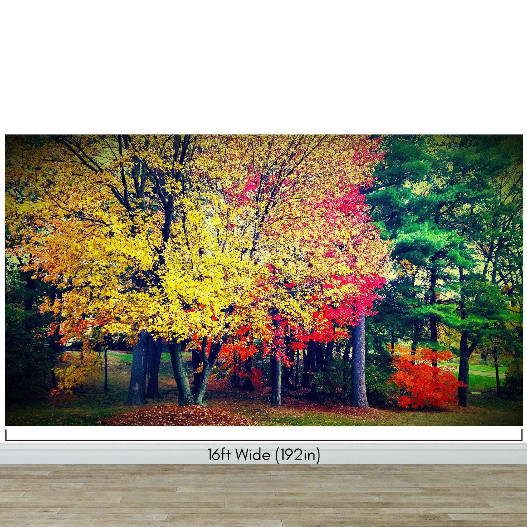 Colorful Autumn Trees Wallpaper Mural. #6981