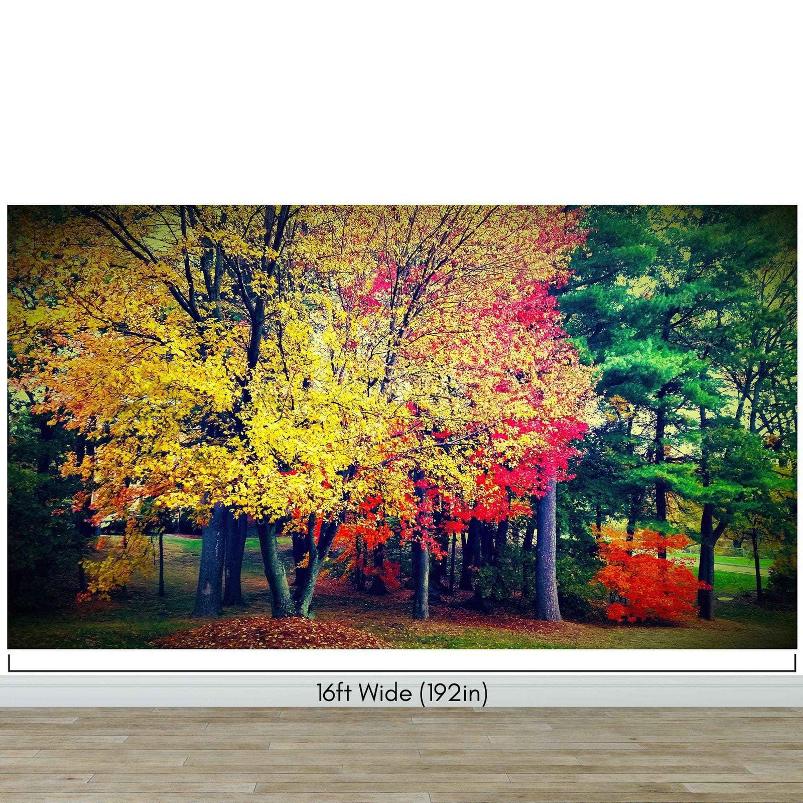 Colorful Autumn Trees Wallpaper Mural. #6981