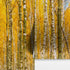 Autumn Scenic Birch Tree Forest Wall Mural | Peel and Stick Wallpaper. #6202