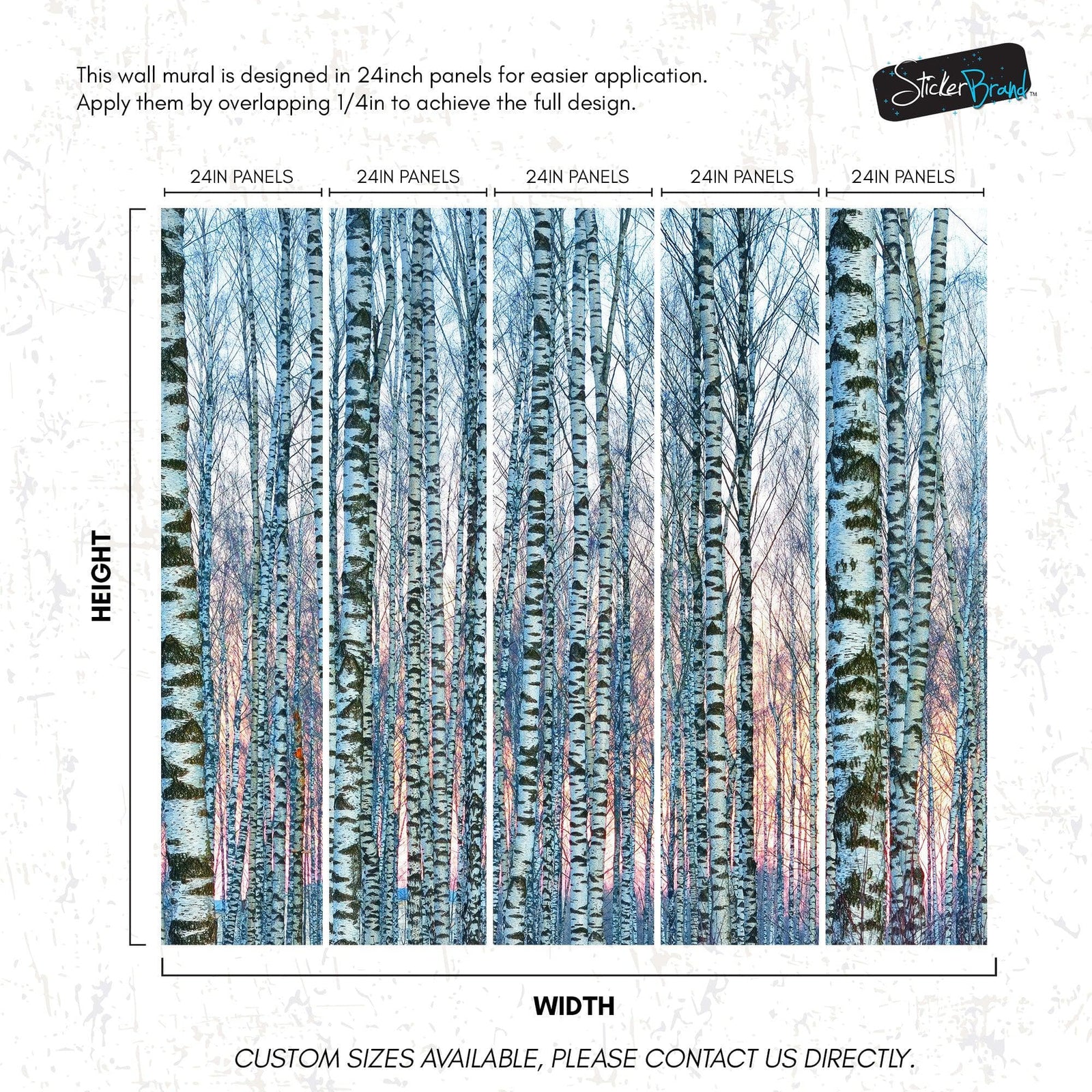 White Birch Tree Forest Wall Mural Wallpaper. Sunset Scenery. #6246