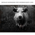 Longhorn Cattle Portrait Canvas Wall Art
