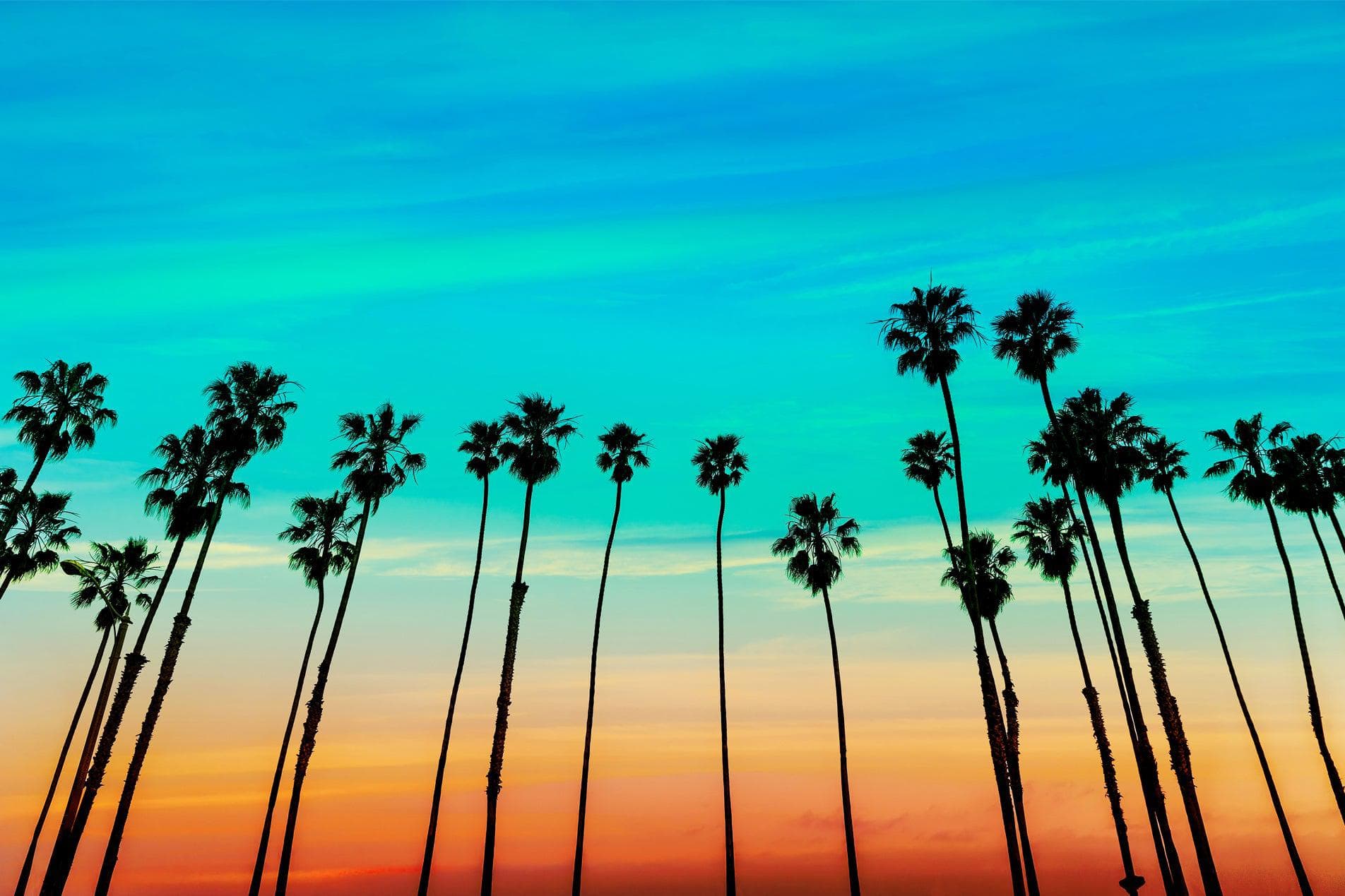 California SoCal Tropical Sunset Palm Trees Large Wall Mural. #6139