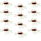 Barbless Pat's Rubber Legs Tungsten Bead Jigged Brown Euro Nymph  - Set of 12 Flies Hook Size 10