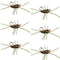 Barbless Pat's Rubber Legs Tungsten Bead Jigged  Coffee/Black Euro Nymph  - Set of 6 Flies Hook Size 10