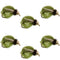 LaFontaine Olive Deep Sparkle Caddis Pupa - 6 Flies Hook Size 16