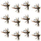 Tungsten Bead Soft Hackle Pheasant Tail Tactical Jig Czech Nymph Euro Nymphing Fly - 1 Dozen Flies Size 12