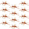 Turcks Power Flying Ant Cinnamon Terrestrial Trout Dry Fly - 1 Dozen Flies Hook Size 12