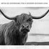 Highland Cow Black And White Portrait Canvas Wall Art
