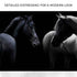 Monochromatic Horses Canvas Wall Art