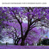 Jacaranda Trees Canvas Wall Art