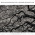 Monochrome Angel Oak Tree Canvas Wall Art