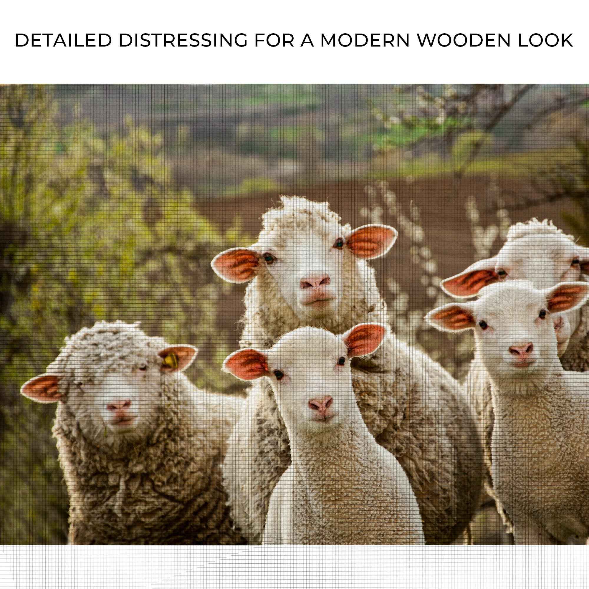 Curious Sheep Canvas Wall Art