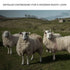 Flock Of Sheep Canvas Wall Art