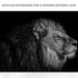 Black And White Lion Head Canvas Wall Art