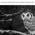 Black And White Owl Canvas Wall Art