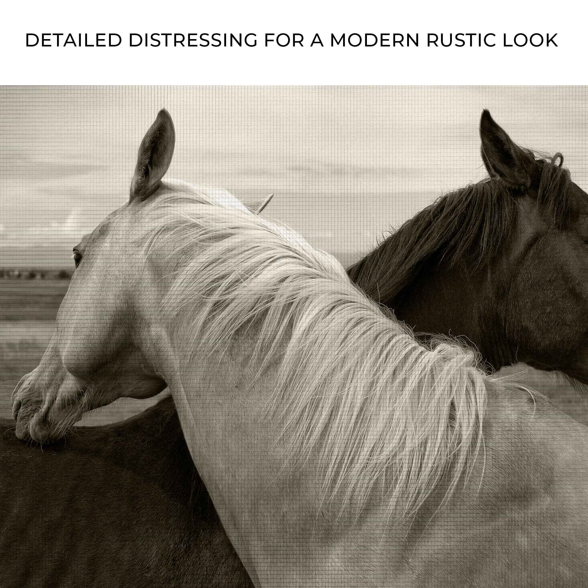 Monochrome Couple Horse Canvas Wall Art