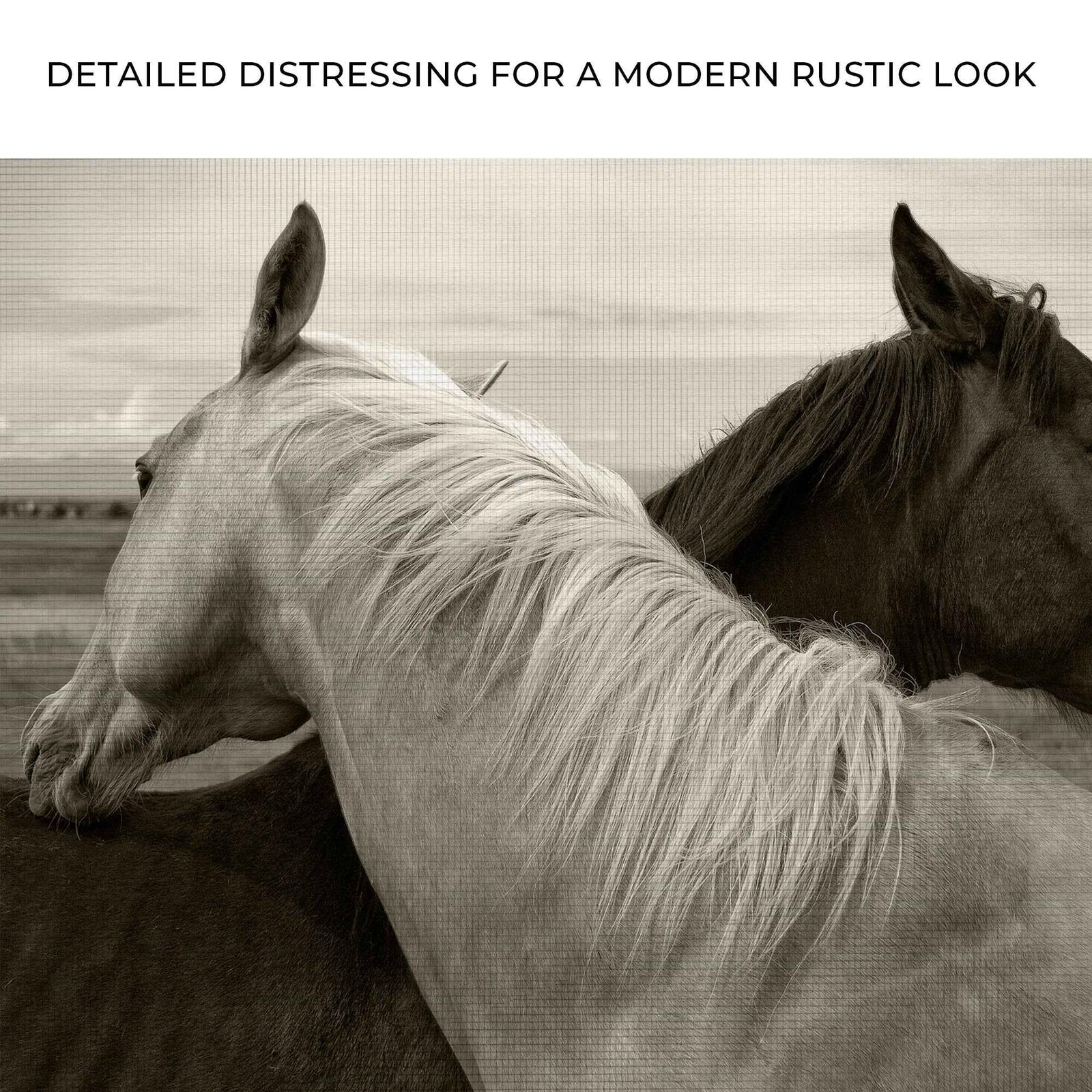 Monochrome Couple Horse Canvas Wall Art