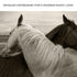 Monochrome Couple Horse Canvas Wall Art