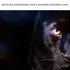 Rare Black Panther Canvas Wall Art