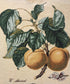 DaDa Bedding Apricot Fruit Elegant Accent Throw Pillow Cushion Cover - 1-Piece - 18"