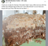 gfJules All Purpose Gluten Free Flour